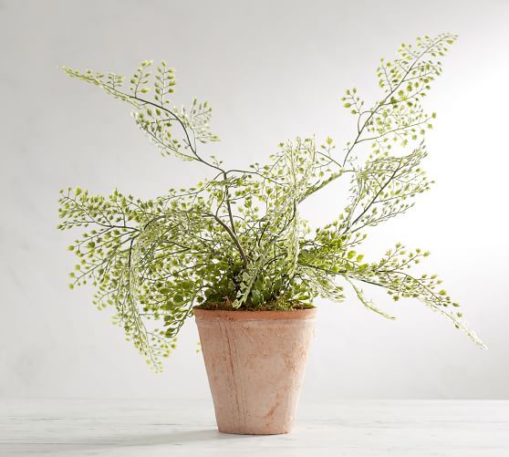 Faux Potted Maiden Hair Fern Houseplant | Pottery Barn (US)