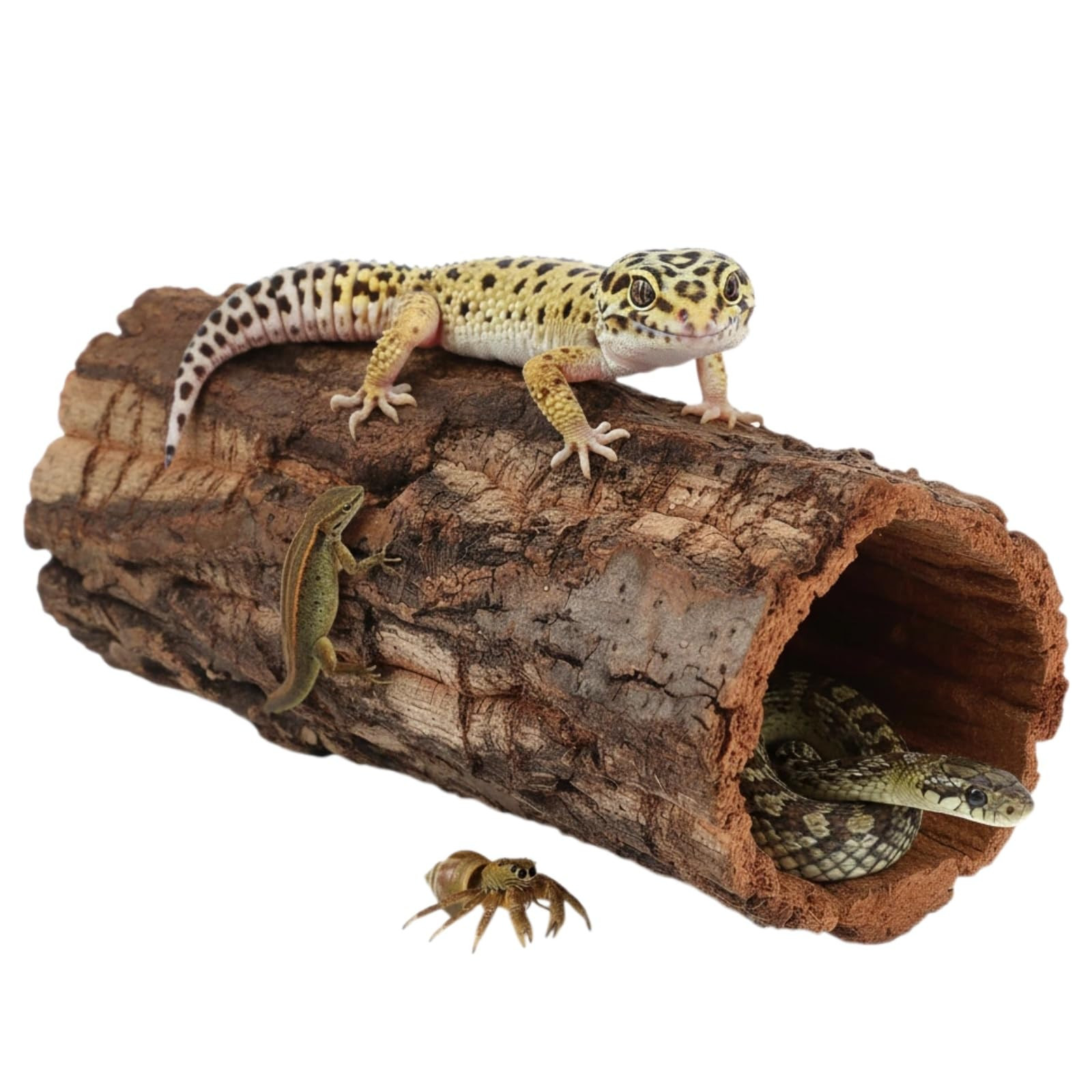 Homoyoyo Natural Cork Bark Round Reptile Hideout-hollow Tree Trunk Climbing Hide-wooden Terrarium... | Amazon (US)