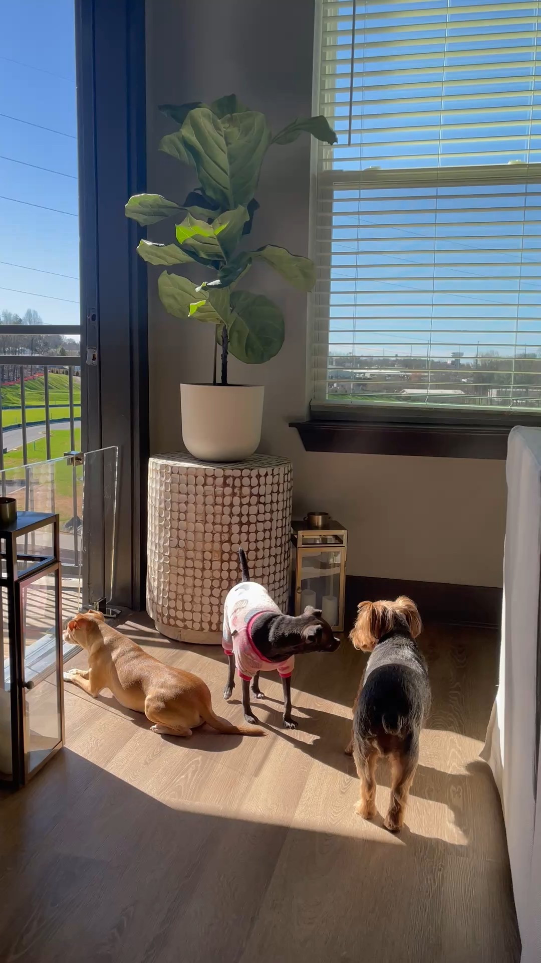 Clear Pet Gates & Room Dividers

Scroll to shop. I’m so glad you’re here

#LTKPet

#LTKBeauty #LTKHome