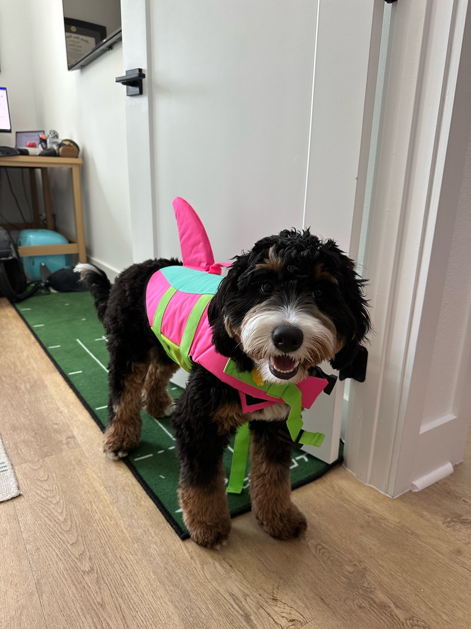 EMUST Shark Life Jackets for Dogs, Adjustable Ripstop Dog Life Vest for Water Safety Pet Life Vest with Rescue Handle Safety Vest for Swimming Pool Beach Boating

#LTKHome #LTKSwim #LTKmomlife