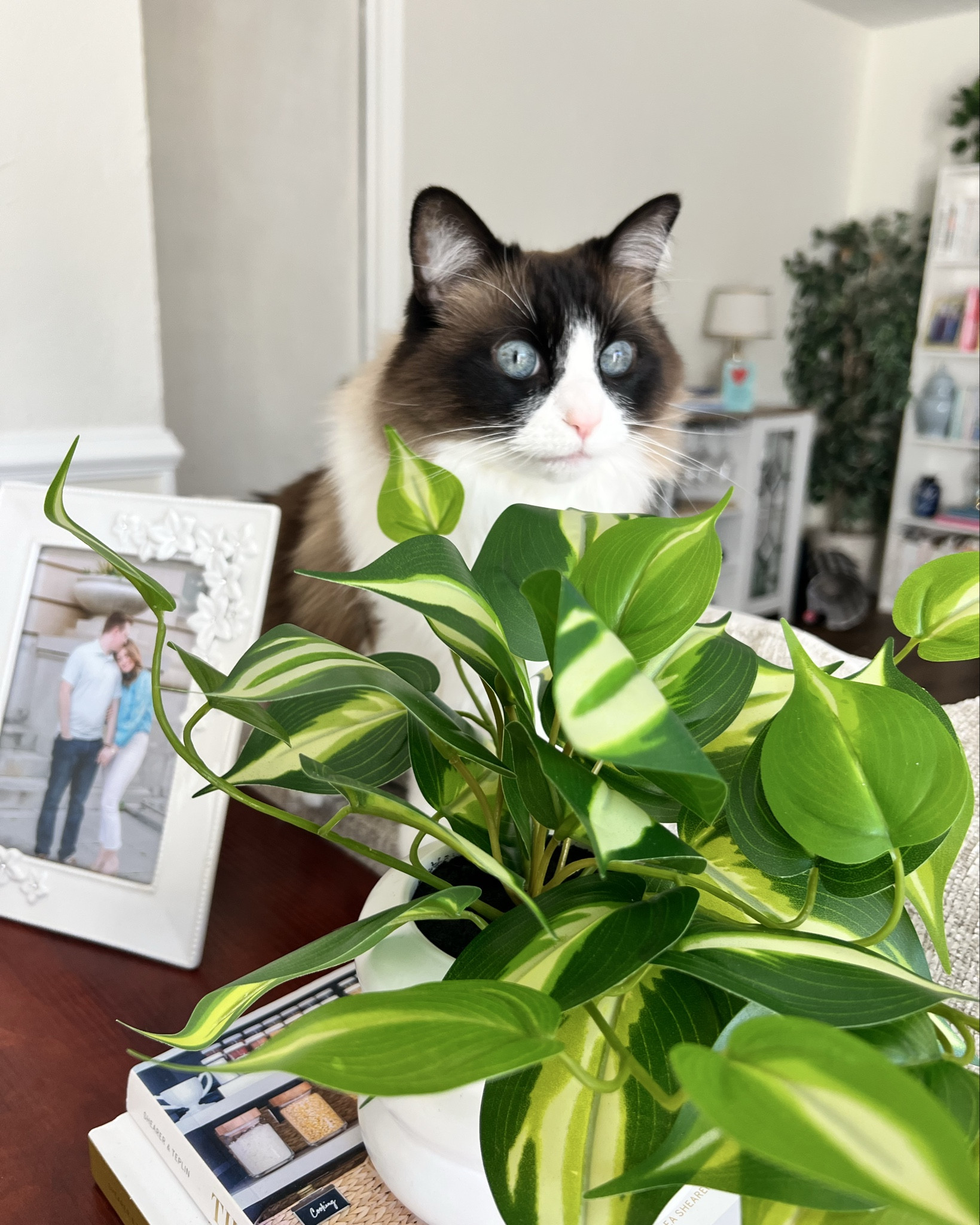 Under $20 artificial plant that looks so realistic! 🪴 Indoor house plant || fake plant 

#LTKHome