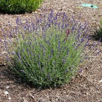 Imperial Gem Lavender | #1 Pot | Plant Addicts | Plant Addicts
