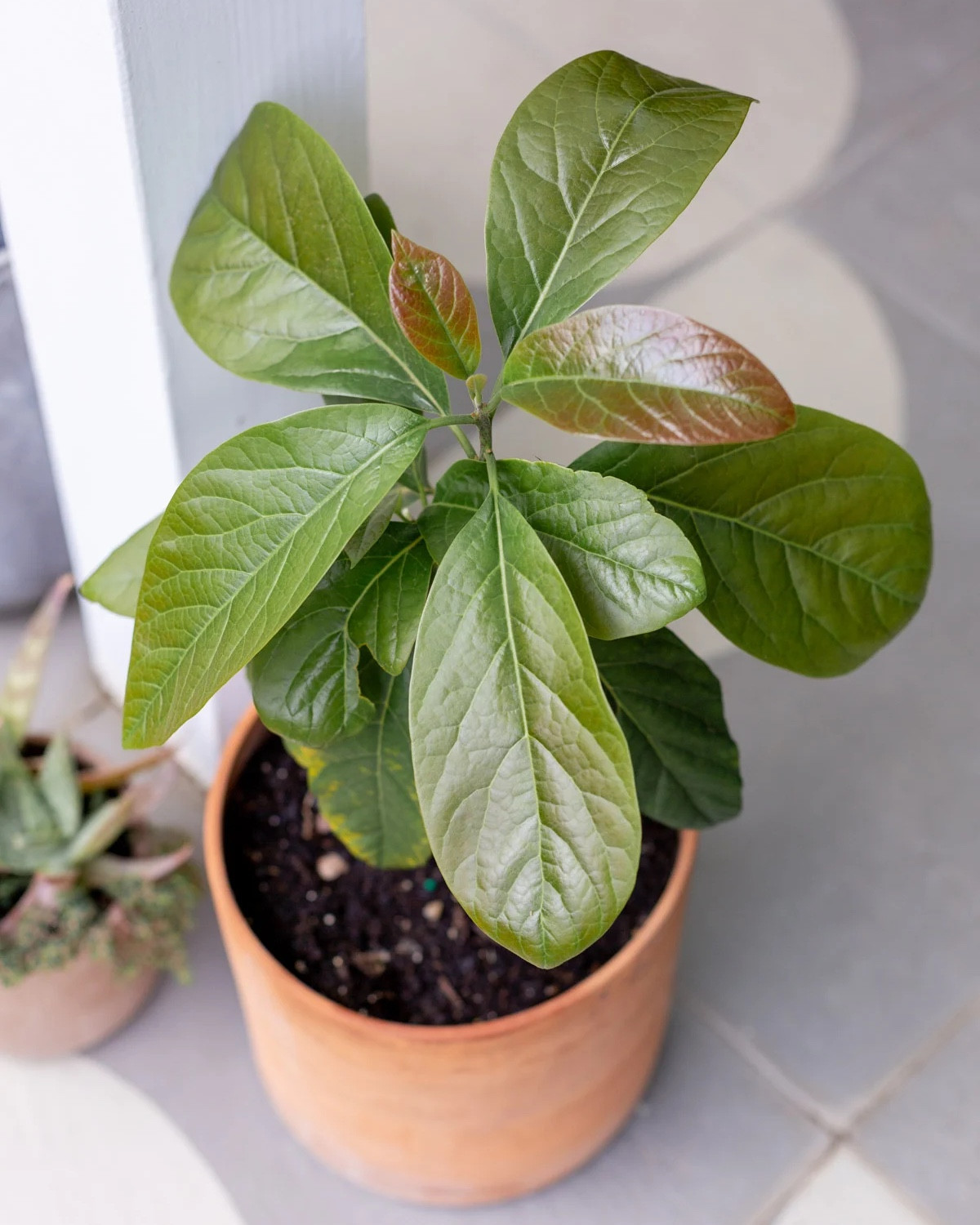 I’ve been propagating avocado pits and this one has done the best so far. Tutorial on the blog. Gardening - plants - planters - outdoorr

#LTKFamily #LTKHome #LTKSeasonal