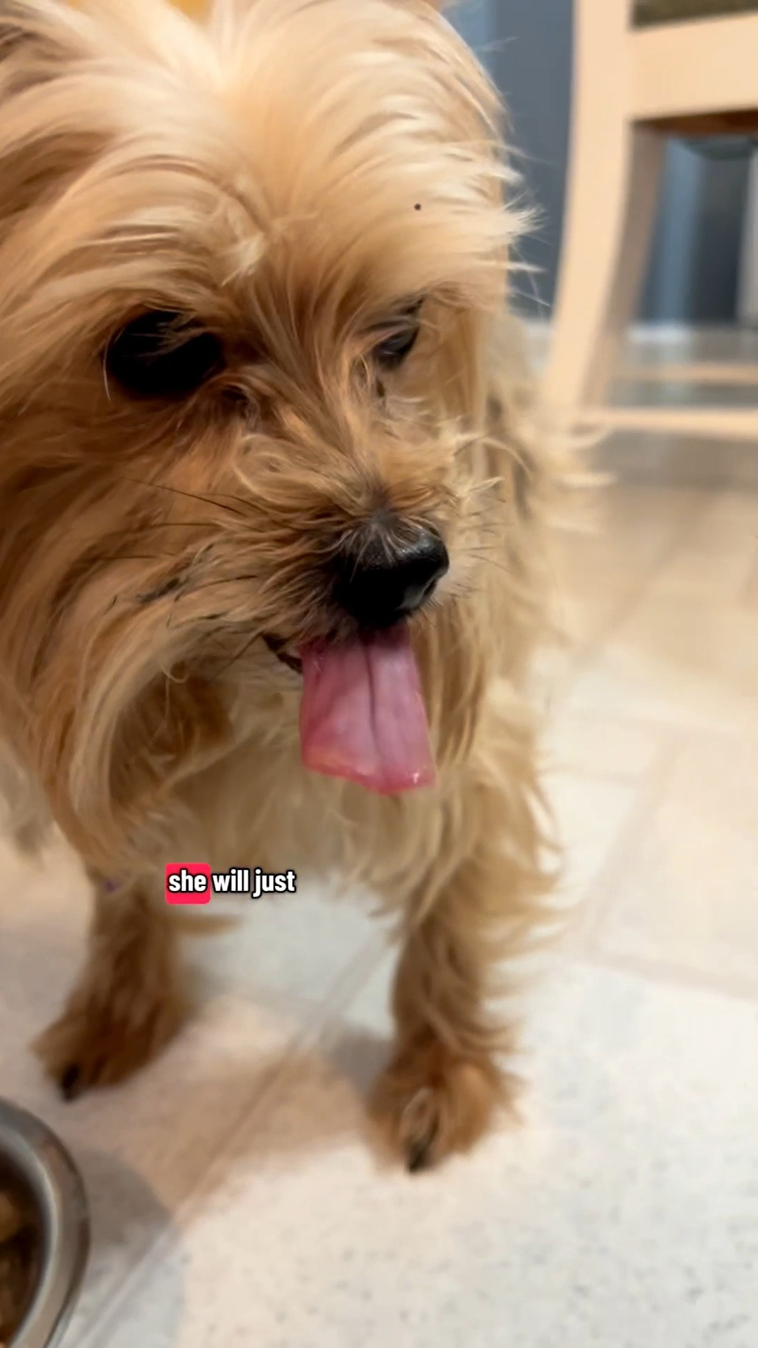 Her breath is already less offensive. A win!
Say goodbye to puppy breath! co #DogMomApproved
#DogTreats #YorkieLove #PuppyTreats #HealthyDogSnacks #DogBreathFresh
#SmallDogLife #PetSnacks #PuppyReaction #DogMomLife #CuteDogs #FYP #DogObsessed #HappyPup #PetCareTips
#DogLover#pets #petbreath #nyla #miniyorkie

#LTKmomlife #LTKmorningroutine #LTKdayinmylife