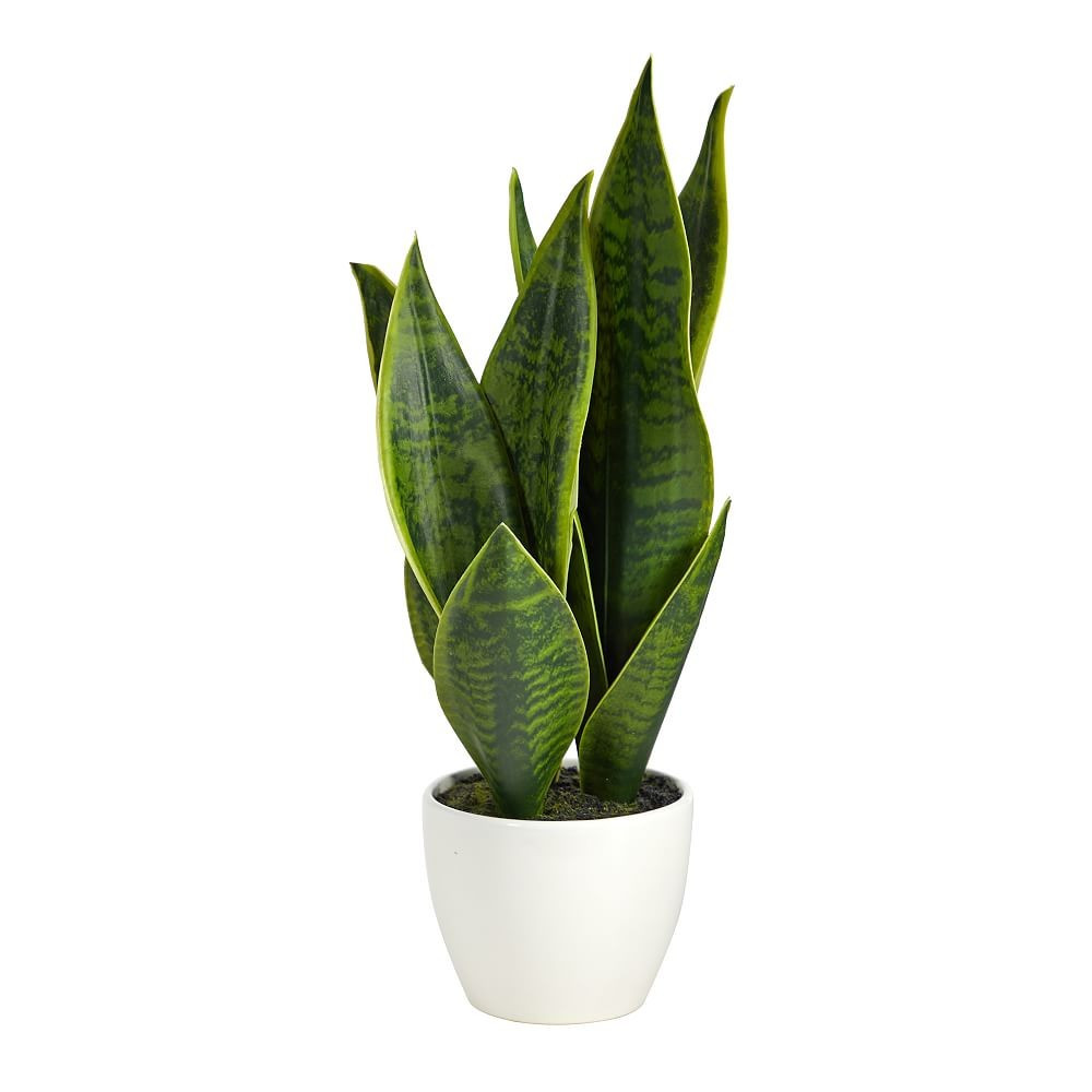 Sansewerian In White Ceramic Pot Faux Plant | Pottery Barn Teen