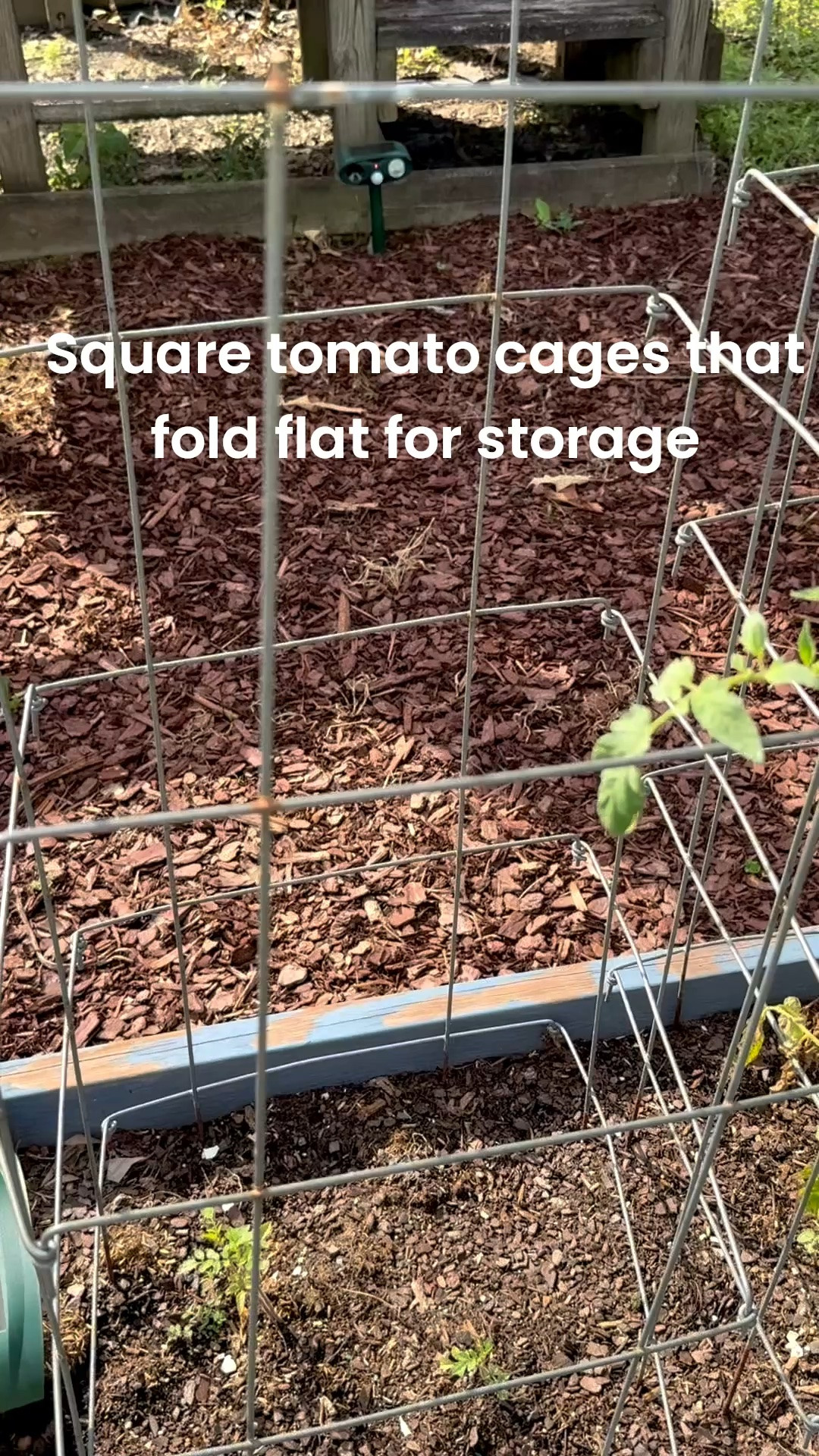 These square tomato cages fold flat for storage so they are great if you have a small space. I’ve had mine for years so get them beforehand for next season or to use now. #garden

#LTKSeasonal #LTKvlog #LTKHome