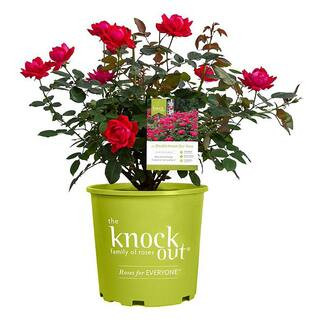 KNOCK OUT 1 Gal. Red Double Knock Out Rose Bush with Red Flowers 13156 - The Home Depot | The Home Depot