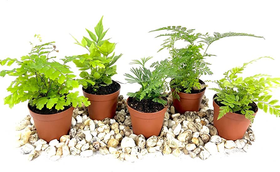 Mini Fairy Garden - Terrarium Fern Assortment - 5 Live Plants in 2 Inch Pots - Rare Ferns from Fl... | Amazon (US)
