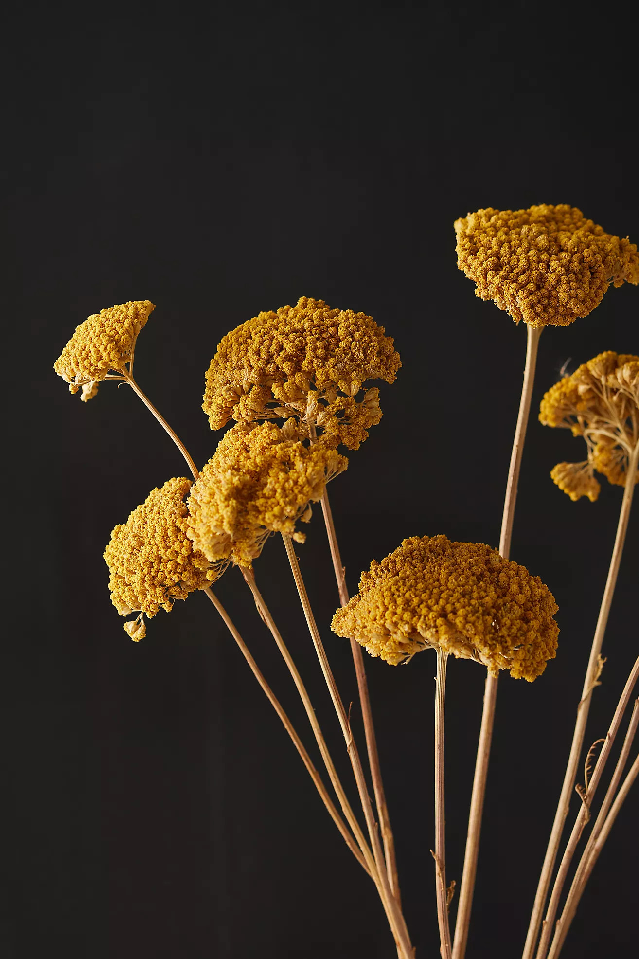 Dried Yarrow Bunch | Anthropologie (US)