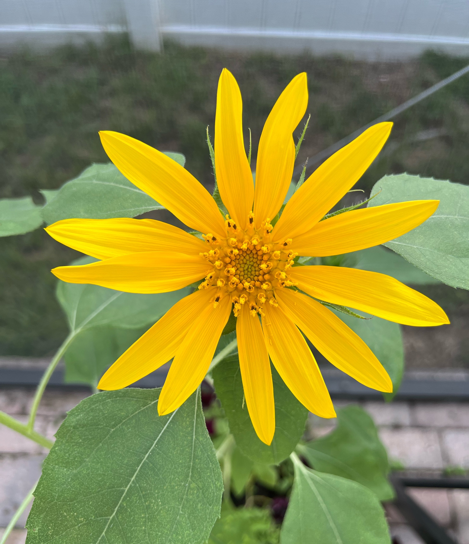 Florida garden essentials 🌼 patio gardening tools for summer

#LTKhome #LTKSeasonal #LTKfamily