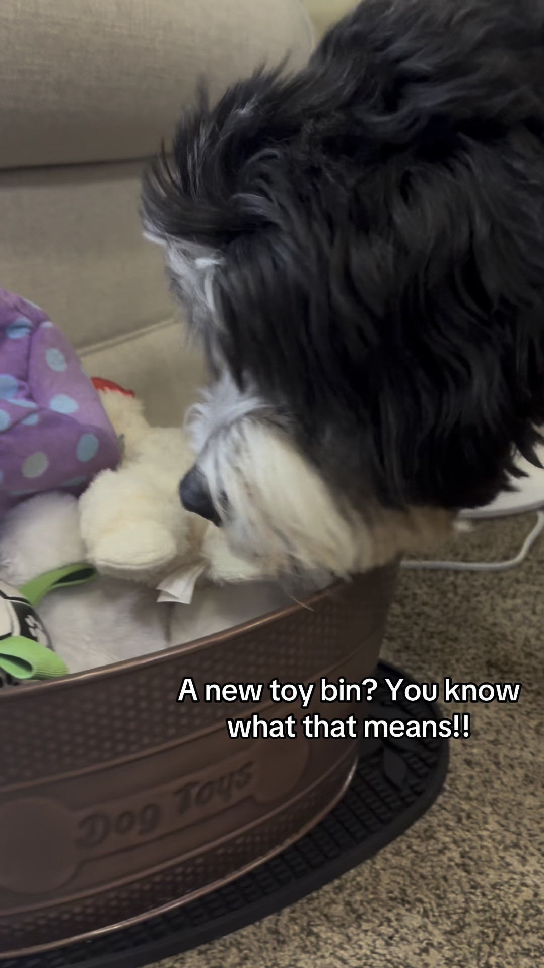 Thank goodness mom made more room for my toys! Both my closets and my two other toy bins were full-I thought for a second I was going to be on a Sarah McLachlan commercial 



#LTKPets #LTKGiftGuide #LTKHome