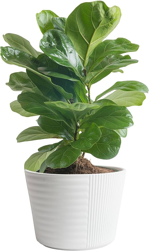 Costa Farms Little Fiddle Leaf Fig Tree, Live Indoor Ficus Lyrata Houseplant in Indoors Garden Pl... | Amazon (US)