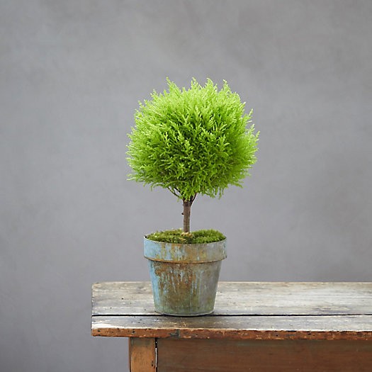 Lemon Cypress Topiary, Green Metal Pot | Terrain