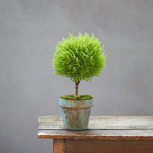 Lemon Cypress Topiary, Green Metal Pot | Terrain