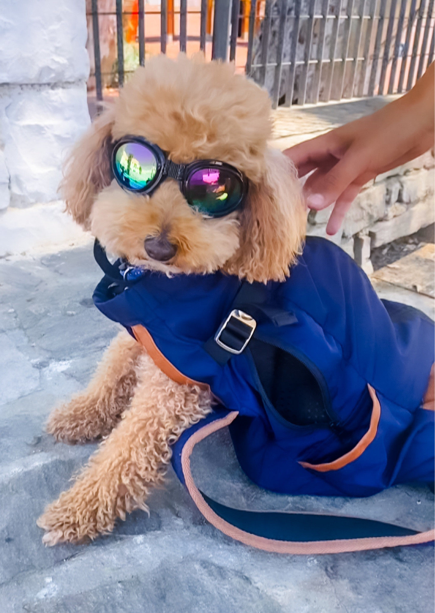 Dog sunglasses/protection goggles and K9sportsack backpack! #dogs #dogapparel #travel

#LTKfindsunder50 #LTKfindsunder100 #LTKtravel