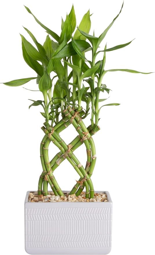 Costa Farms Bamboo Plant, Lucky Bamboo Live Indoor Houseplant in Ceramic Planter, Sits on Tableto... | Amazon (US)