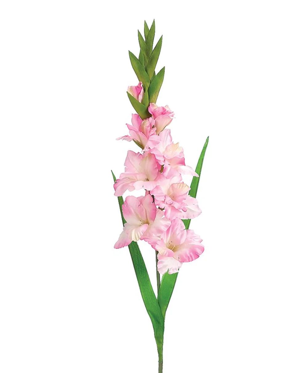 Pink Gladiolus Stem | House of Blum