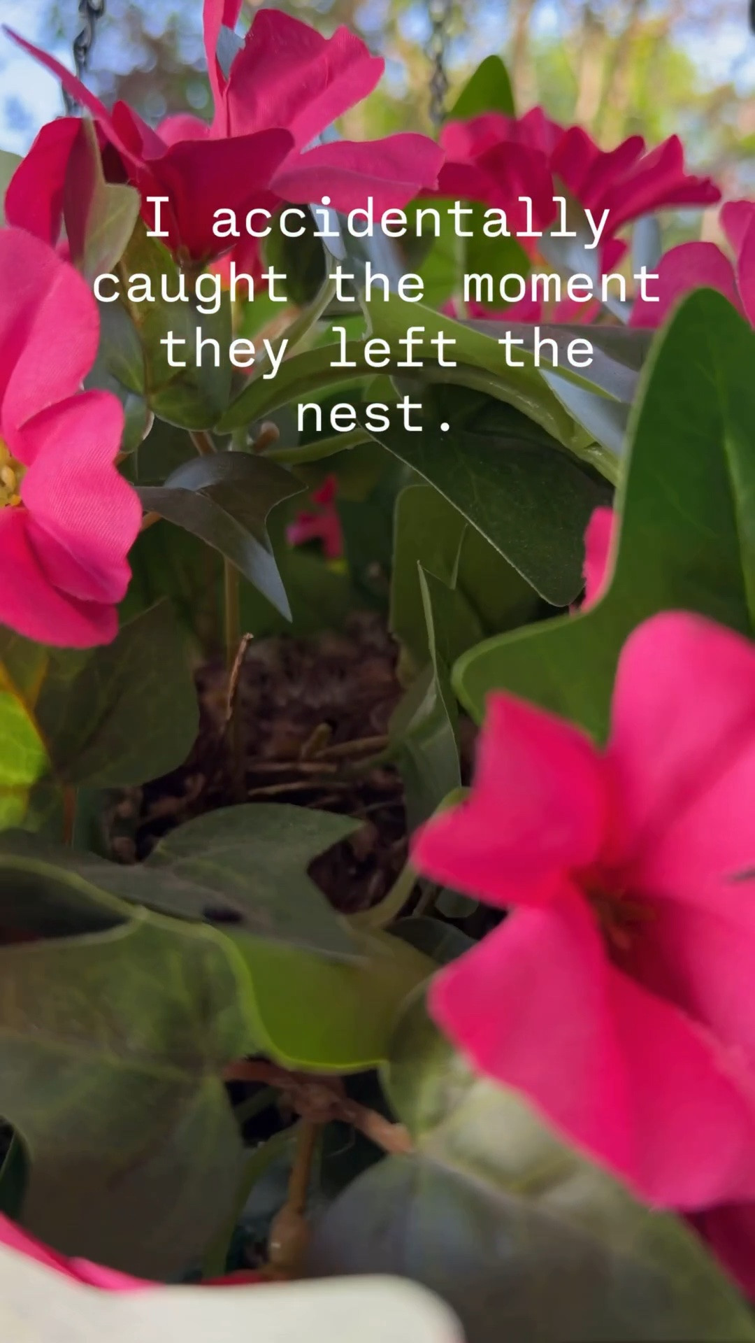 When Your Hanging Basket Becomes a Bird Nursery

Spring porch decor, but make it unexpectedly adorable. Our hanging basket became home to a little bird family, and today the babies officially left the nest.

Sharing a few porch finds if you’re refreshing your outdoor space this season.#LTKFinds #LTKOutdoor #LTKStyleTip #PorchDecor #SpringPorch #OutdoorDecor #FrontPorchDecor #SummerPorch #GardenDecor #HangingBasket #PorchRefresh

#LTKHome #LTKSeasonal #LTKdayinmylife #LTKHome
