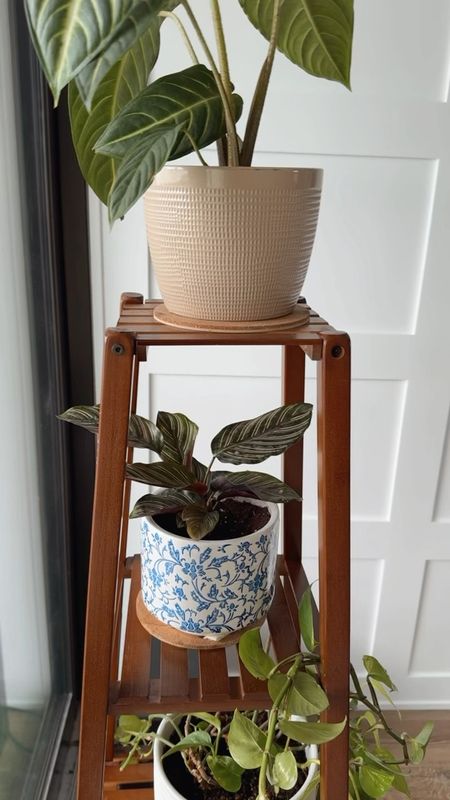 I got a few new plants last week and repotted them. Fingers crossed that I can keep them alive 🤞🏻

My bamboo plant stand looked a bit bare 🤭 I love my blue and white ceramic indoor pot. 🪴

#LTKfindsunder50 #LTKhome #LTKVideo