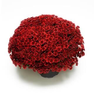 3 Qt. Chrysanthemum (Mum) Plant with Red Flowers | The Home Depot