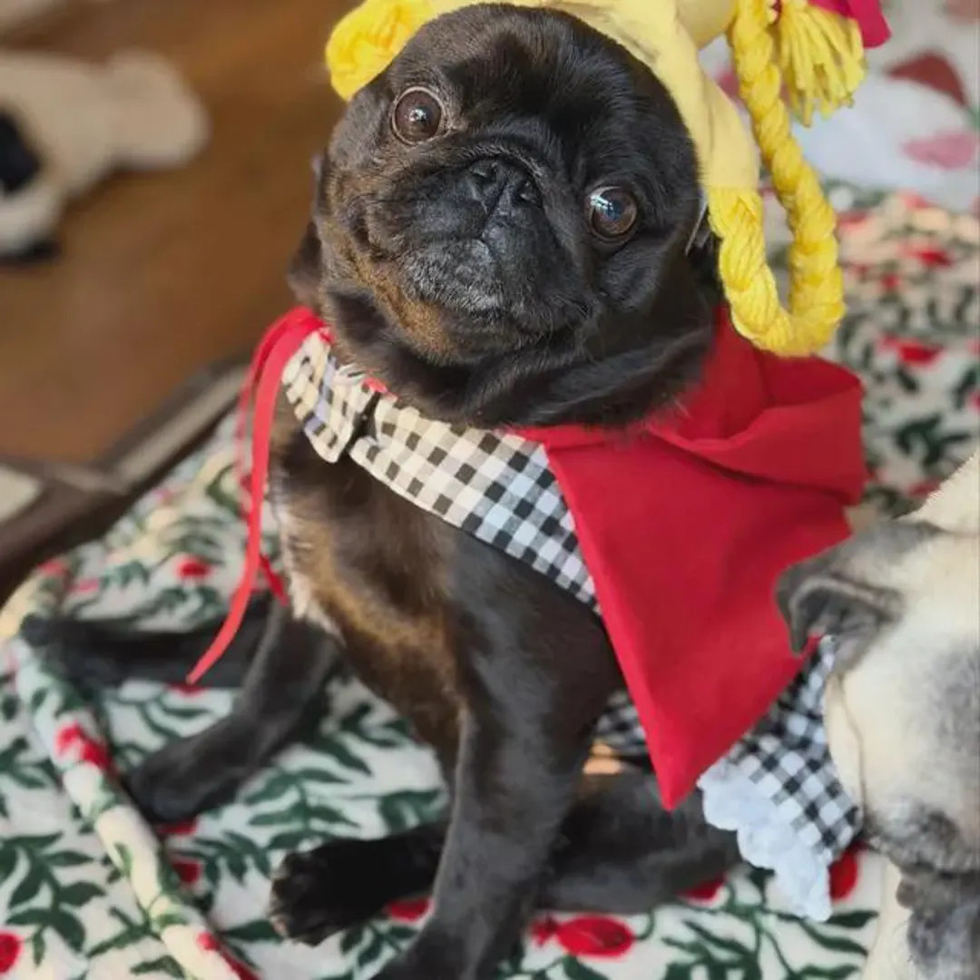 Grinch Inspired Dog Costume: Cindy Lou Who Dress, Cape & Wig | Etsy (US)