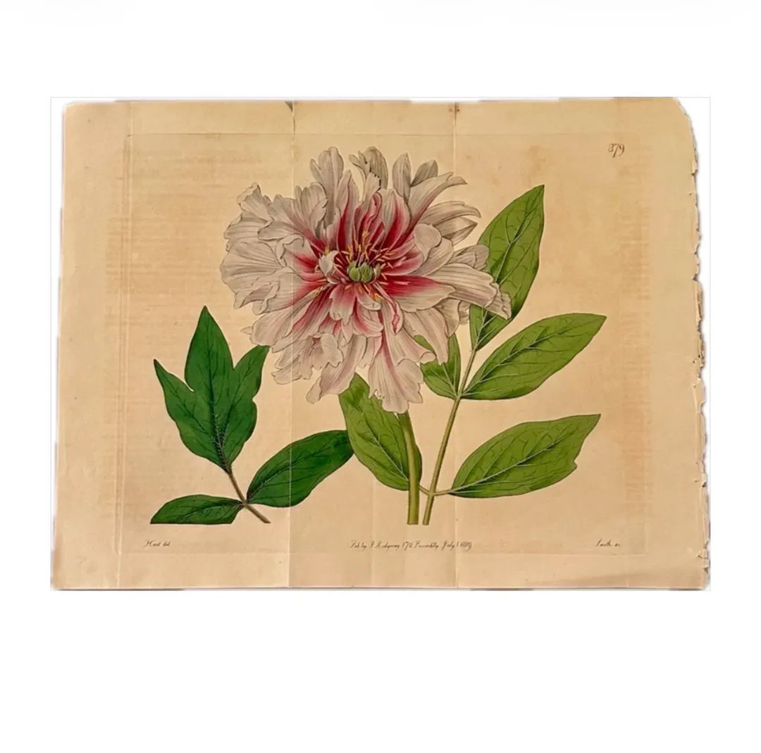 Original Redouté Peony Hand Tinted Botanical Book Plate | Etsy (US)