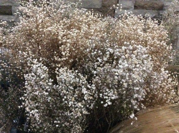 Loose Dried Baby’s Breath 5 Stems | Etsy (US)