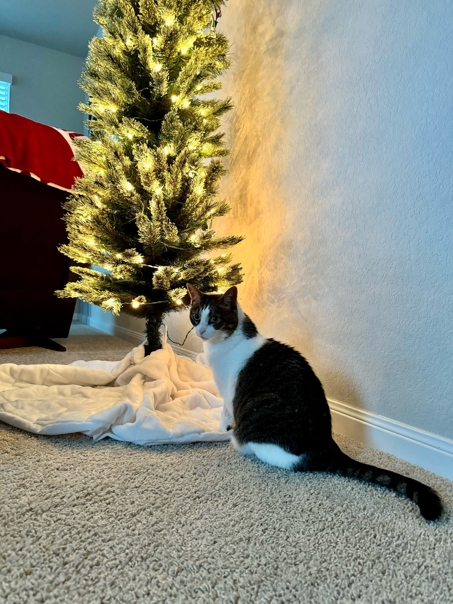 Cats love Christmas 🎄 

#LTKHoliday