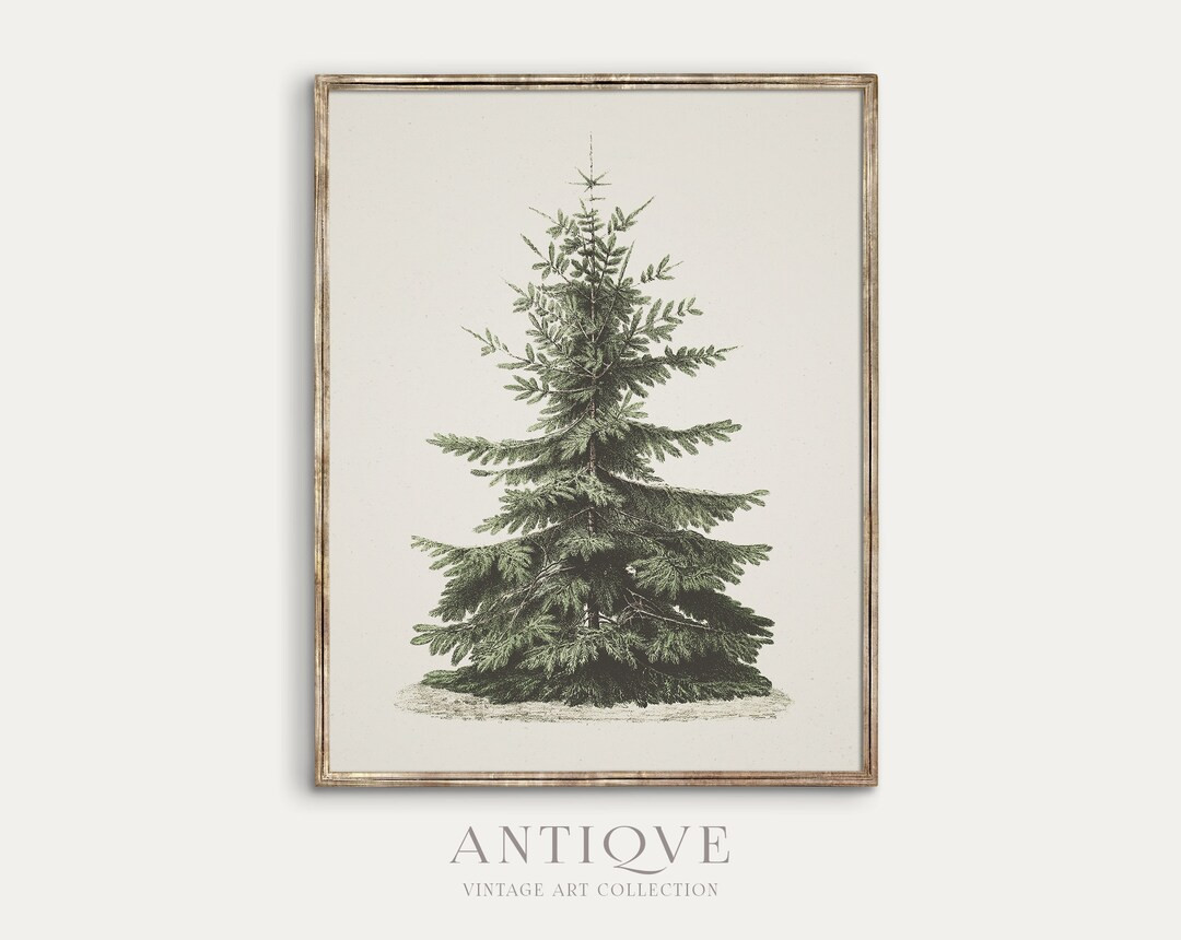 Vintage Fir Botanical Sketch Printable Christmas Tree Pine Tree Antique Print Digital Download 61... | Etsy (US)