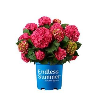 Endless Summer 2 Gal. Summer Crush Hydrangea Plant with Raspberry Red or Neon Purple Blooms-14750... | The Home Depot