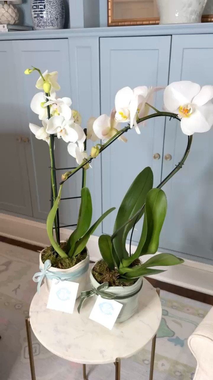 Planting these orchids in these adorable ceramic pots made for the perfect gift! Tied a ribbon with a personalized gift tag around this to pull it all together!

Gift Ideas, Vase, Flowers, Garden

#LTKHome #LTKmomlife #LTKxMadewell