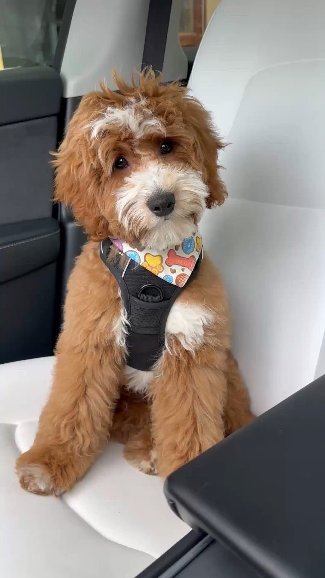Somebody wanted to show you their new haircut 🐾🐶
.
.
.
#Goldendoodle #dogsofinstagtam #doghaircut #lambcut

#LTKmomlife #LTKdayinmylife #LTKBaby