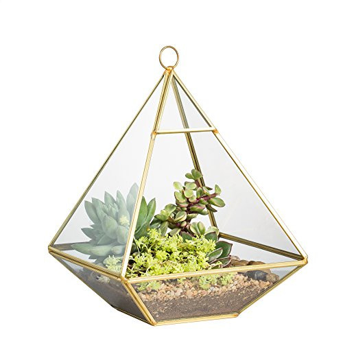 NCYP Geometric Glass Terrarium for Succulent, Air Plants - 5.9x5.9x7.87 Inches - Wall Hanging Glass Planter Pot, Home Garden Tabletop Decoration, Gold (Terrarium Only) | Amazon (US)