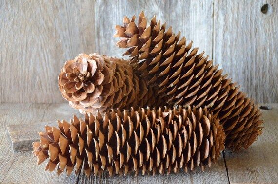 Pine Cone, Sugar Pine Pine-Cone, Pine Cone, Set of 3, Lake Tahoe, Rustic Fall Decor, Supply for Craf | Etsy (US)