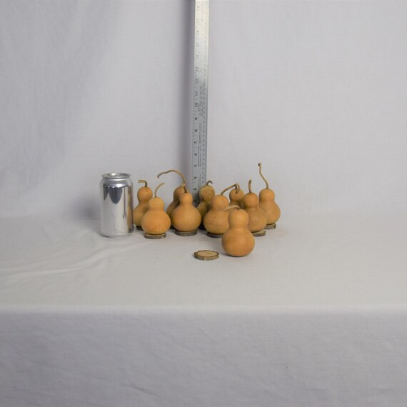 Box of 10 Dried Bottle Gourds  2 Diameter With Wood - Etsy | Etsy (US)