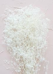 Preserved Million Star Gyp Flowers in White - 24-26" Tall | Afloral (US)