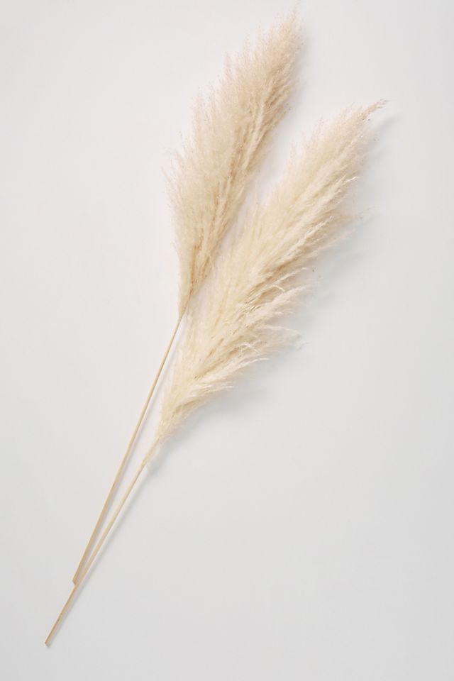 Dried Pampas Grass Three-Stem Bouquet | Anthropologie (US)