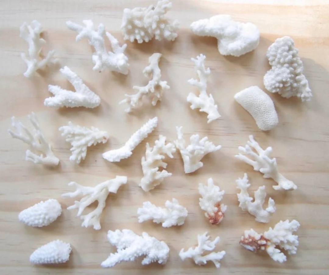 Real Coral Pieces: Assorted Sizes, Beach Wedding Decor - 5 Pcs - Etsy | Etsy (US)