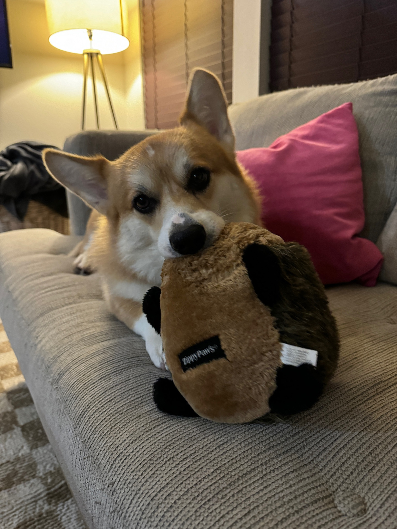 One of Kyler’s favorite toys from Zippy Paws❤️

#LTKFindsUnder50