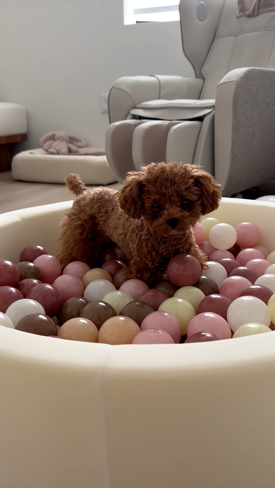 The best toy that will keep your dog entertained for hours 🐶🤍💛🩷
