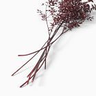 Dried Burgundy Ruscus Branch | West Elm (US)
