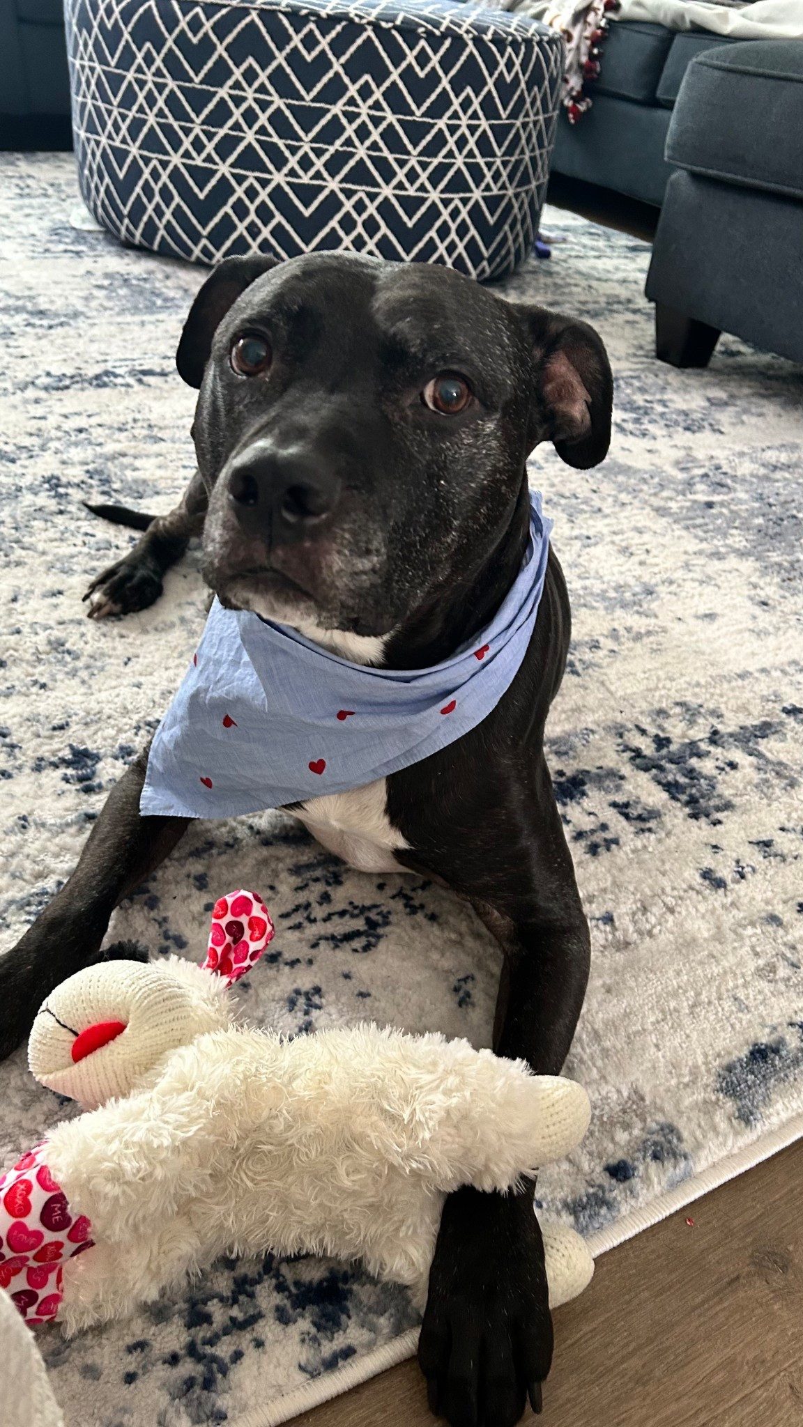 If your dog doesn’t have a Lamb Chop… this is your sign 🐑💘

Actually… get two.
Or five.
Trust me.

Zuma is emotionally attached.

#DogFavorites #DogToys #PittieLove #DogMomFinds #LTKPets 

#LTKdayinmylife #LTKmomlife #LTKValentine