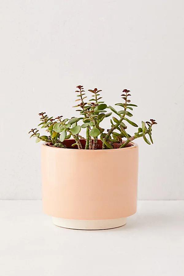 Cecily 6" Planter + Stand | Urban Outfitters (US and RoW)
