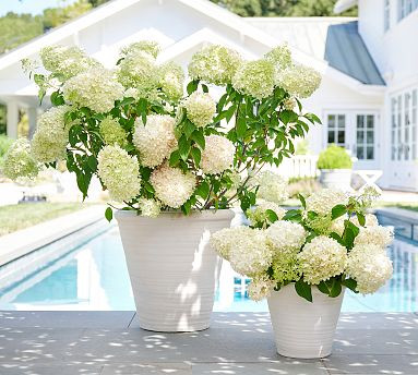 Hayes Terracotta Planters | Pottery Barn (US)