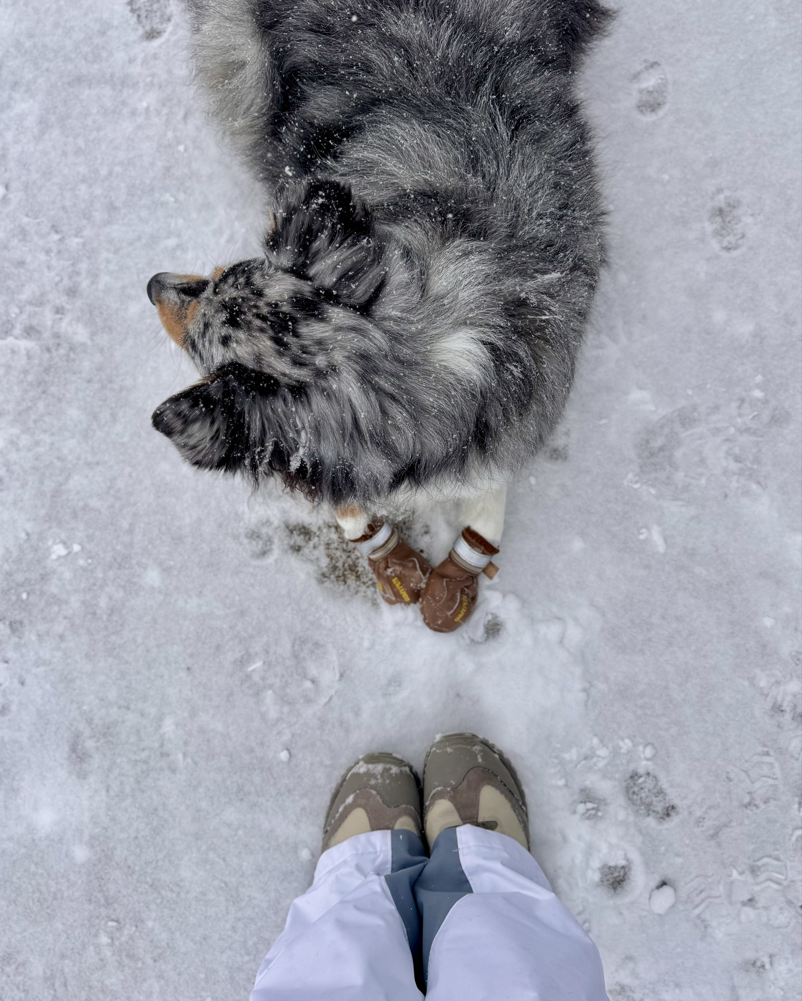 Dog boots - perfect for snow, hiking, city walks. Protects paws in all weather and climates.  And then keep paws soft with Musher’s Secret paw balm. 

Water resistant, reflective band, skid resistant sole, adjustable bands for secure fit. Available in several sizes and colors. 

Paw protection | paw wax | dog boots | non-toxic | dog accessories | dog paws 

#LTKActive #LTKSeasonal