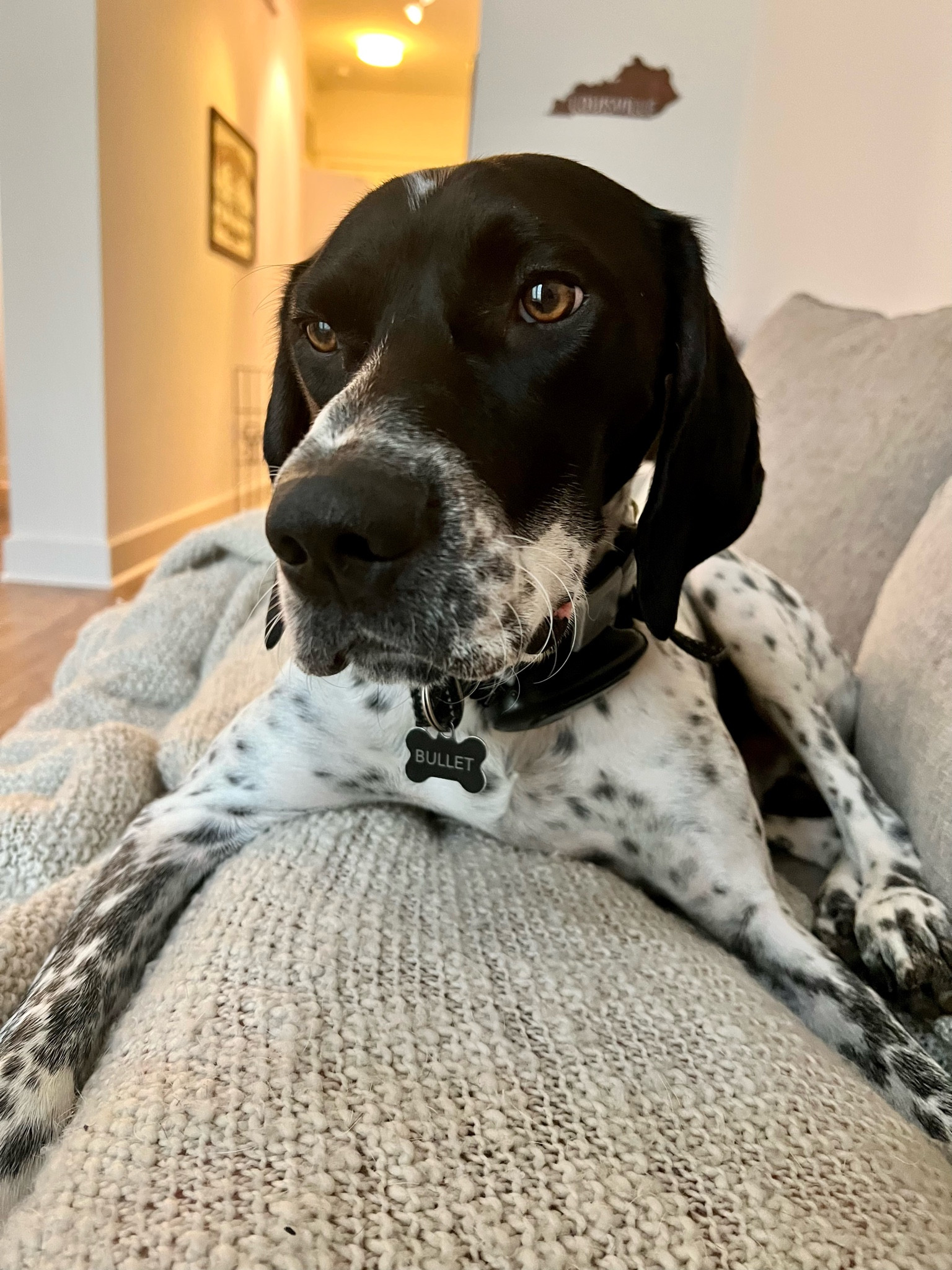 This E-Collar we have for bullet is so great. It will beep, buzz, & shock (which we rarely ever use it for) with an easy to use remote. Great battery life & drop protection as I’ve dropped it several times. It is easy to work & has a lock option for when carrying it in a purse etc. Highly recommend as it has made our obedience training easier! #DogsofLTK #LTKpets #LTKdog

#LTKunder50 #LTKGiftGuide #LTKfamily