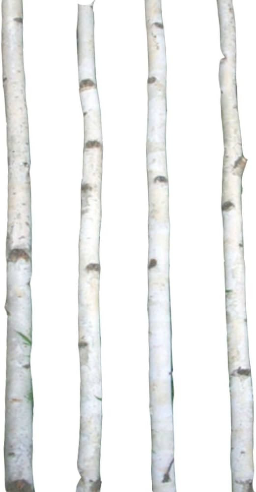 Four Thin White Birch Poles 6 ft | Amazon (US)