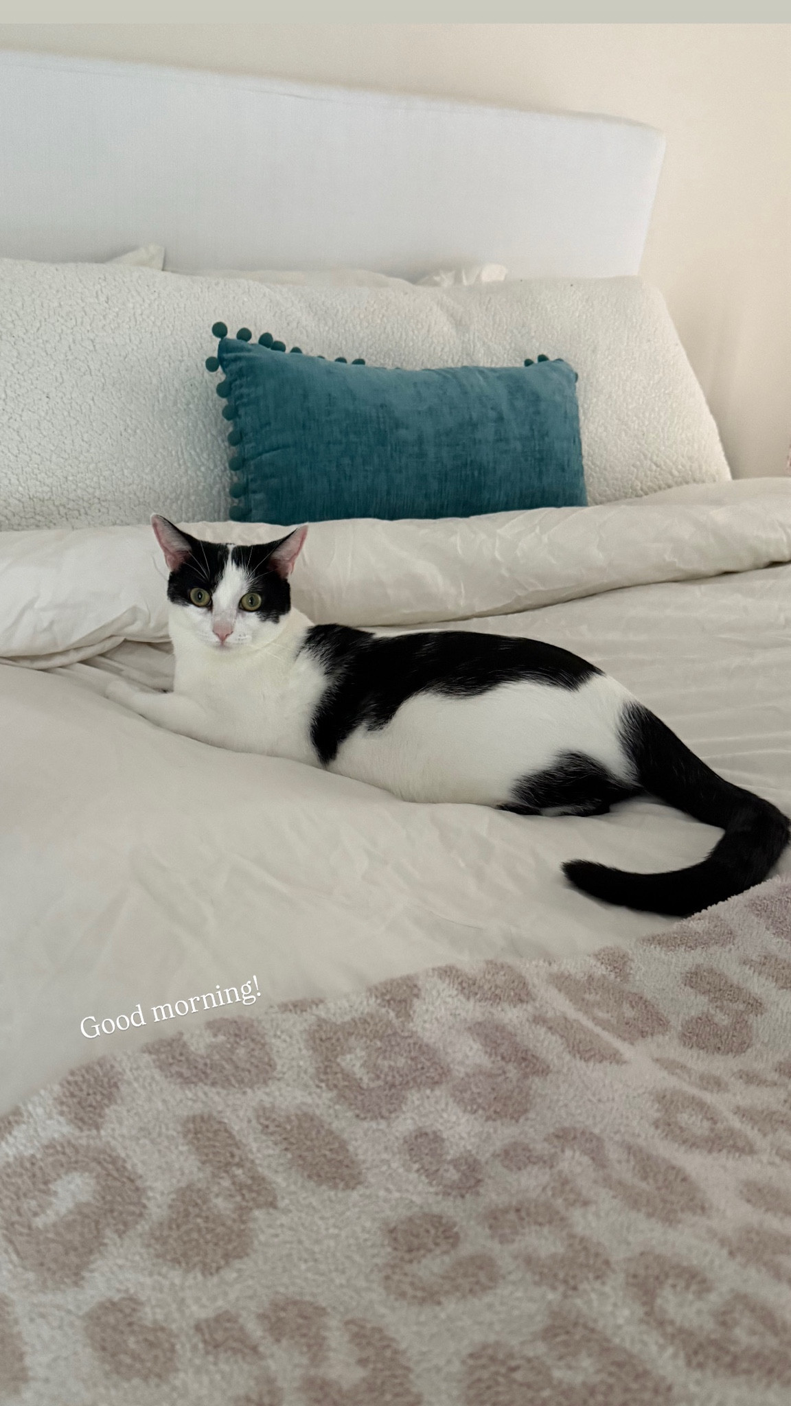 Millie cat mornings! She loves the Brooklinen bedding and barefoot dreams blanket 

#LTKHome #LTKPets
