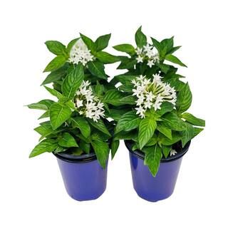 Pure Beauty Farms 1.38 Pt. Penta Plant White Flowers in 4.5 In. Grower's Pot (4-Plants)-DC45PENTA... | The Home Depot