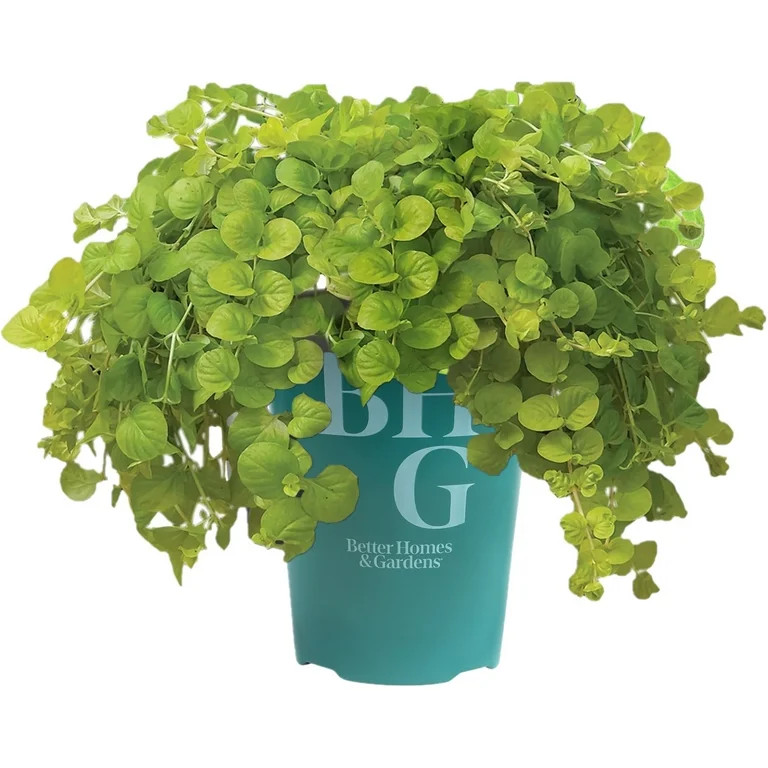 Better Homes & Gardens Yellow Lysimachia Creeping Jenny, Flowering Live Plant, 1 Pt Pot, Full Sun | Walmart (US)